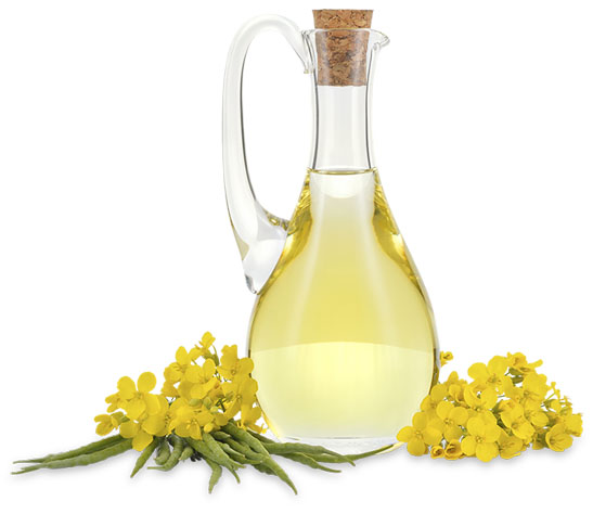 Refined Rapeseed Oil / Canola Oil
